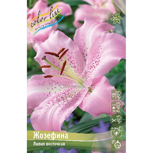 Лилия Жозефина 12/14 5 шт 