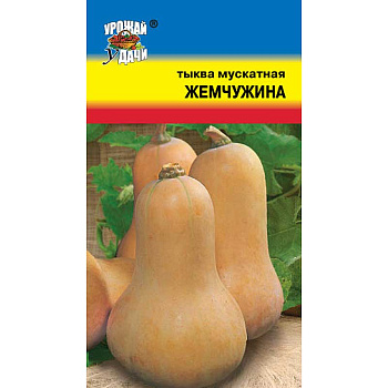 Тыква Жемчужина мускатная Урожай у дачи Ц