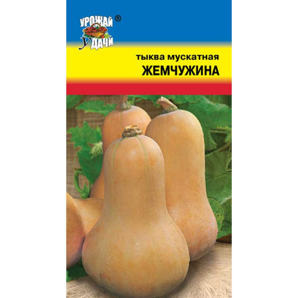 Тыква Жемчужина мускатная Урожай у дачи Ц