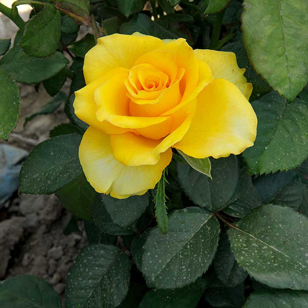 Роза Флорибунда Фрезия Садовита