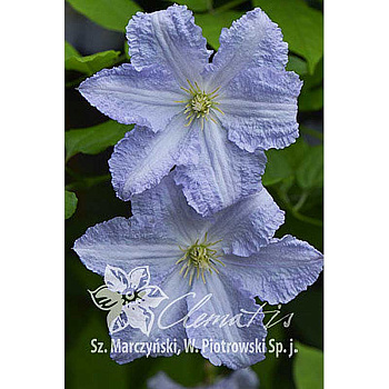 Клематис Блэкитны Аньол P9 шт