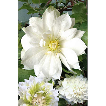 Клематис Дюшес Эдинбурга C2