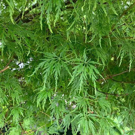 Клён Веерный Эмеральд Лэйс P9 Садовита