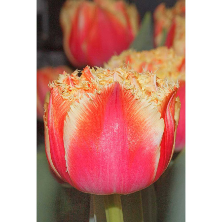 Тюльпан Брисбен 11/12 5 шт Садовита 