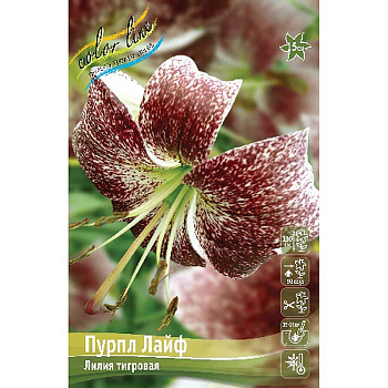 Лилия Пурпл Лайф 12/14 5 шт 
