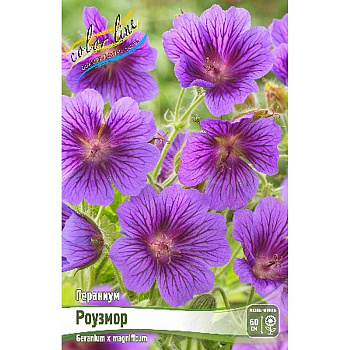 Гераниум Роузмор I 25 шт Биг-пак 4176