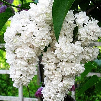 Сирень Обыкновенная Красавица Москвы P9