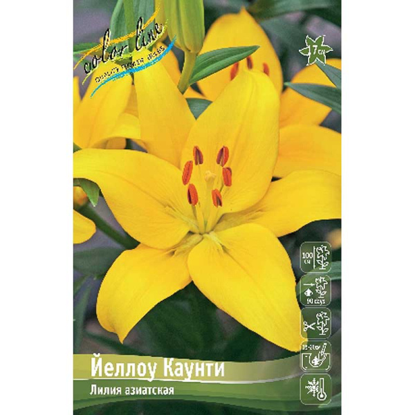 Лилия Йеллоу Каунти 12/14 25 шт Биг-пак 6588