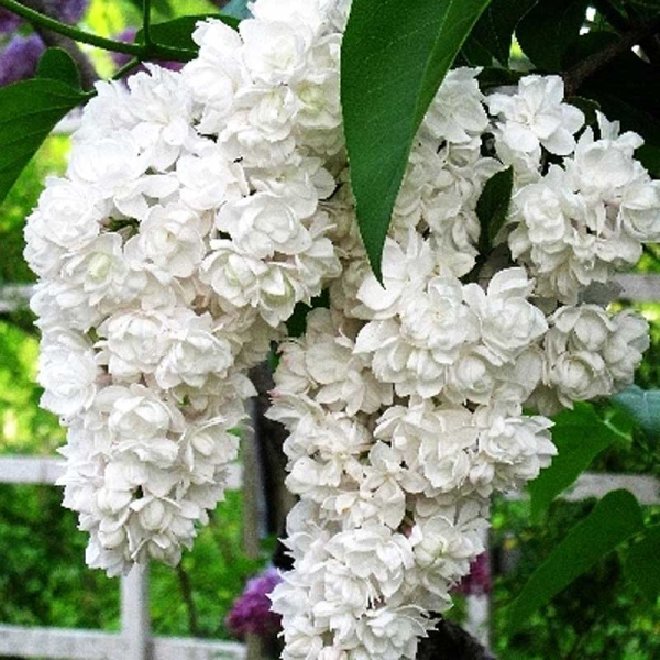 Сирень Обыкновенная Красавица Москвы P9