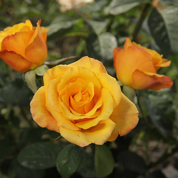 Роза чайно-гибридная Тайкун Садовита