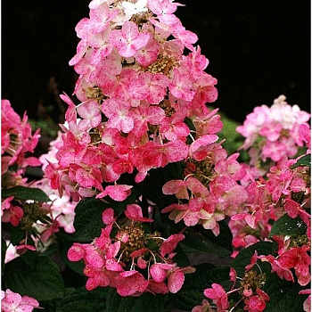 Гортензия Метельчатая Мэджикал Файр C1.5