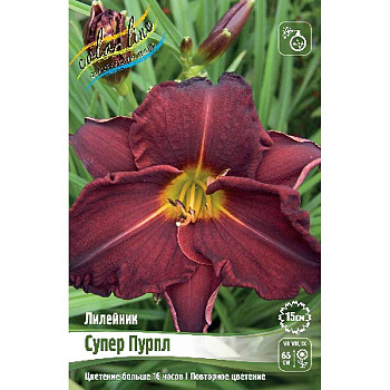 Лилейник Супер Пурпл I 25 шт Биг-пак 7847