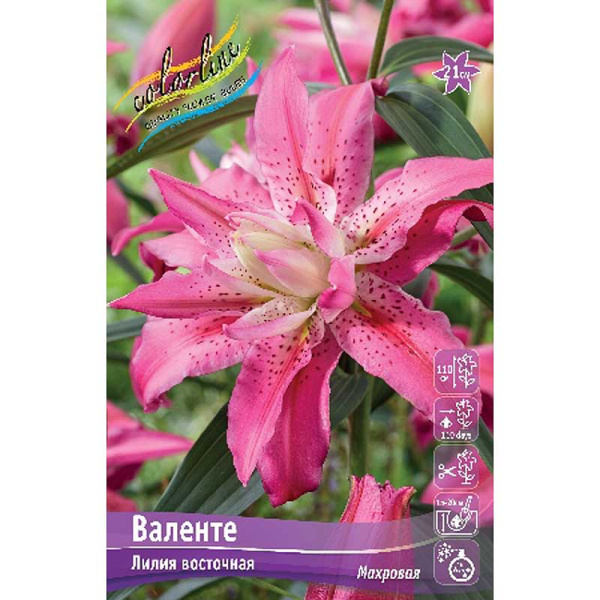 Лилия Валенте 12/14 25 шт Биг-Пак 9443 