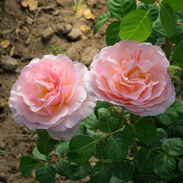 Роза Флорибунда Кремоза Садовита