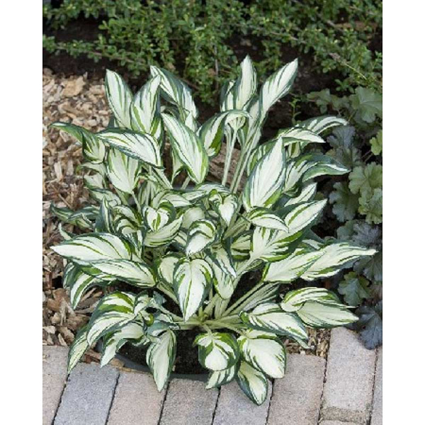 16185 Биг-Пак Хоста Файрворкс I 25 шт