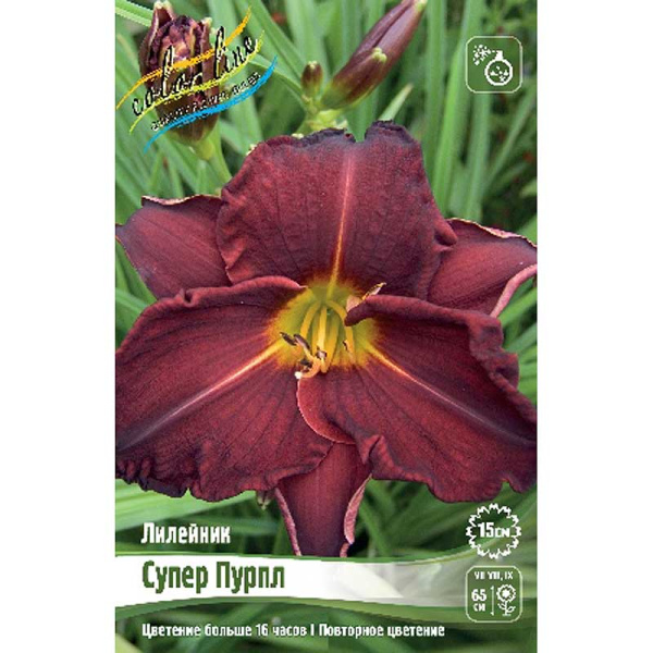 Лилейник Супер Пурпл I 25 шт Биг-пак 7847