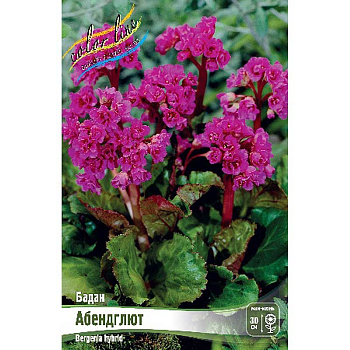 Бадан Абендглют I 25 шт Биг-Пак 706