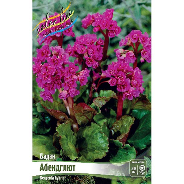 Бадан Абендглют I 25 шт Биг-Пак 706