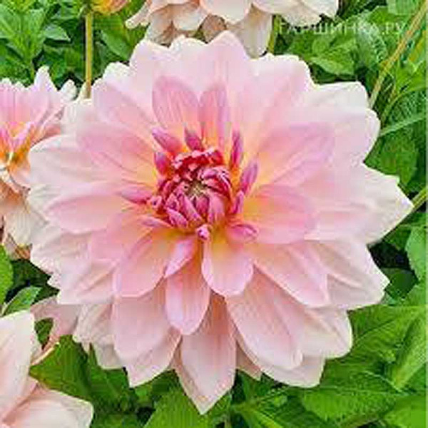 Георгина Фэервей Пайлот I 1 шт