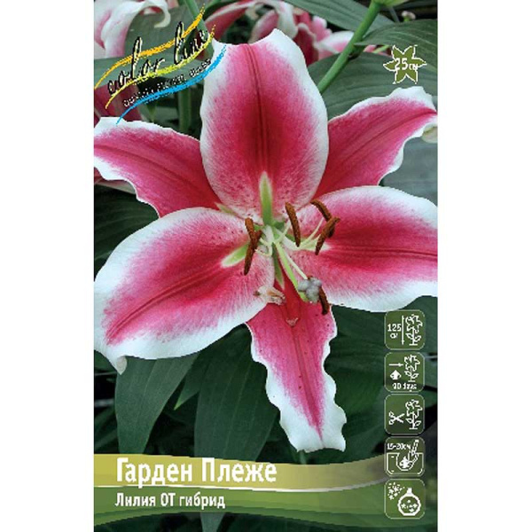 Лилия Гарден Плеже 12/14 5 шт