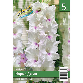 Гладиолус Норма Джин 10/12 5 Эконом шт