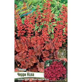 Гейхера Черри Кола I 1 шт