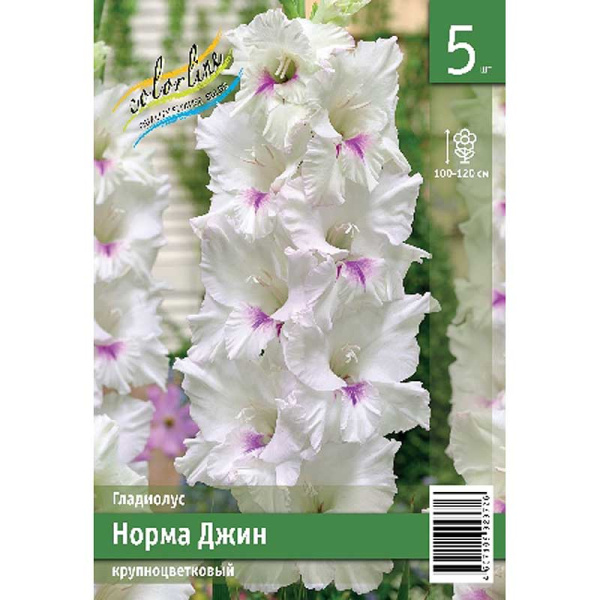 Гладиолус Норма Джин 10/12 5 Эконом шт