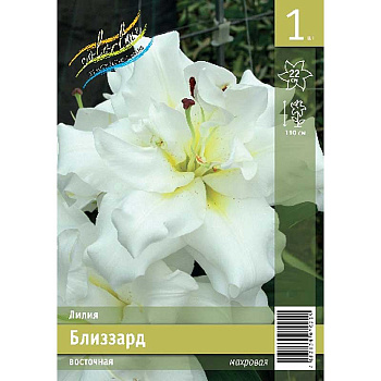 Лилия Близзард 12/14 1 Эконом шт