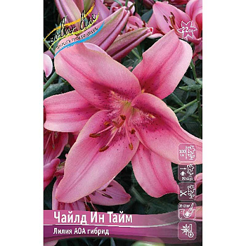 Лилия Чайлд Ин Тайм 12/14 25 шт Биг-пак 10025