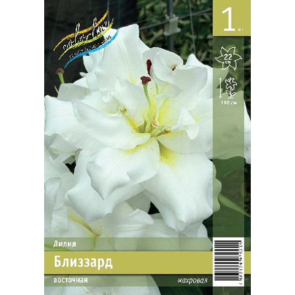 Лилия Близзард 12/14 1 Эконом шт