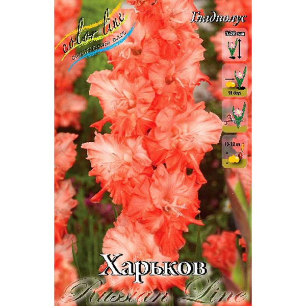 Гладиолус Харьков 10/12 8 шт 