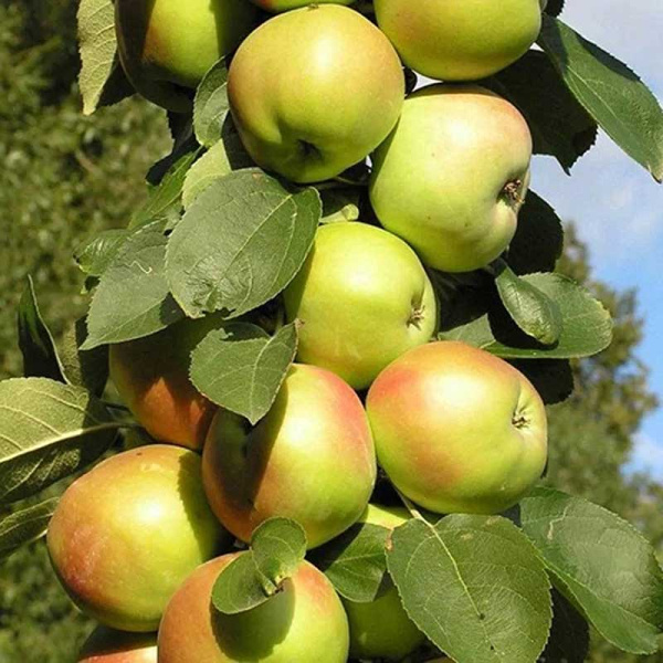 Яблоня Малюха колоновидная Садовита