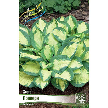 Хоста Попкорн 1 n 25 шт Биг-пак 5958 