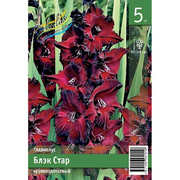 Гладиолус Блэк Стар 10/12 5 Эконом шт 