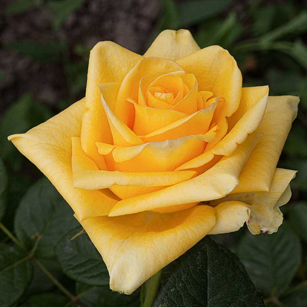 Роза чайно-гибридная Дежавю Садовита