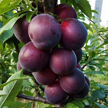 Абрикос Черный принц