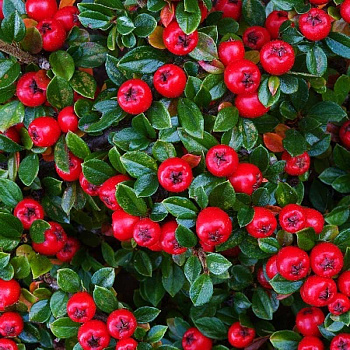 Кизильник Гибридный Корал Бьюти P9