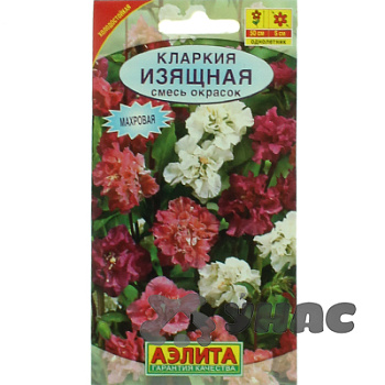 Кларкия изящная Аэлита Ц 