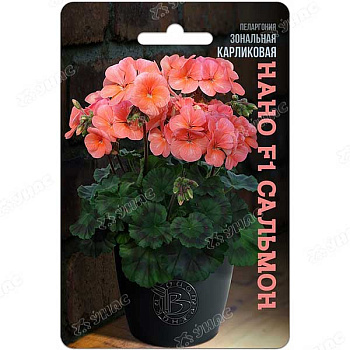КОМ Пеларгония Нано Сальмон карликов Биотехника Ц 