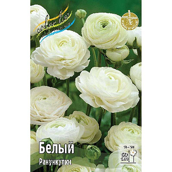 Ранункулюс Белый 6/7 200 шт Шоу-Бокс 9208