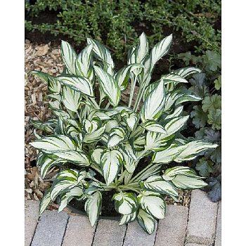 Хоста Файрворкс I 1 шт