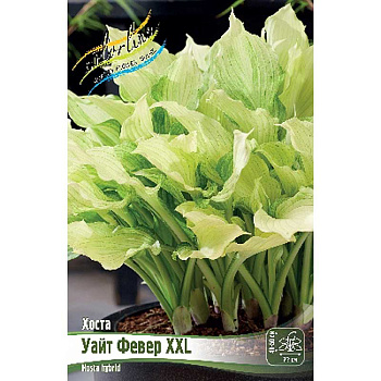 Хоста Уайт Февер Xxl 1 n 25 шт Биг-Пак 6129 