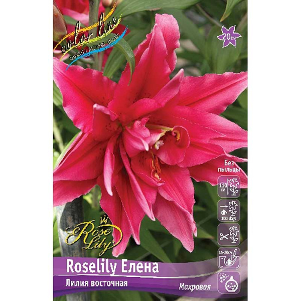 Лилия Roselily Елена 16/18 25 шт Биг-Пак 11252
