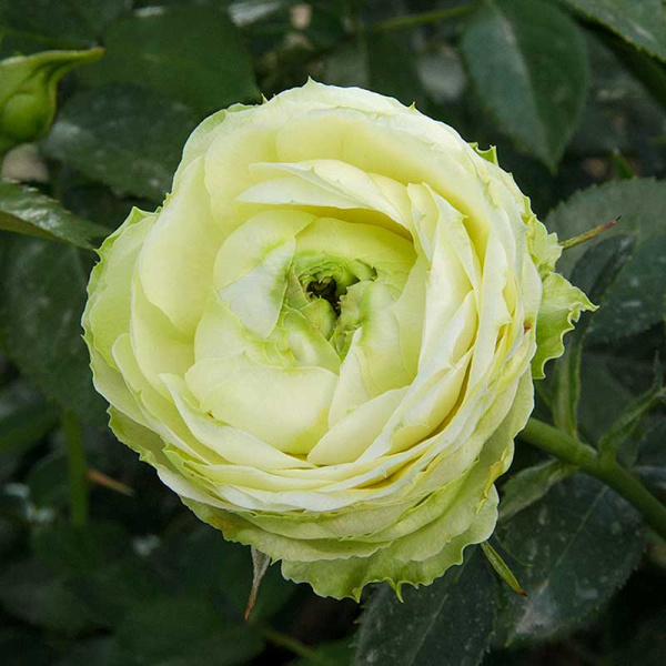 Роза спрей Принцесса Мидори Садовита