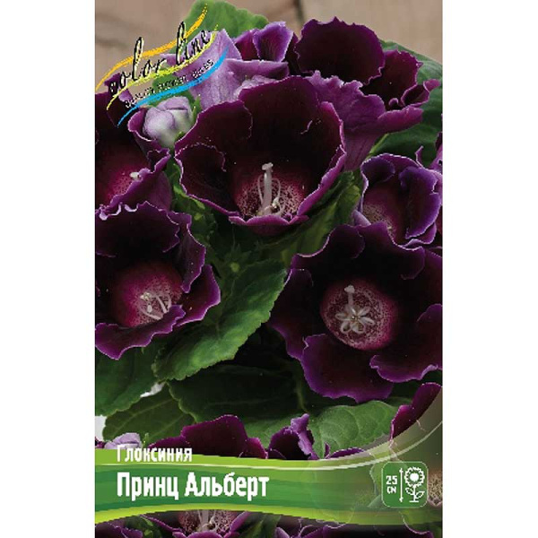 Глоксиния Принц Альберт 5/6 50 шт Шоу-Бокс 8881