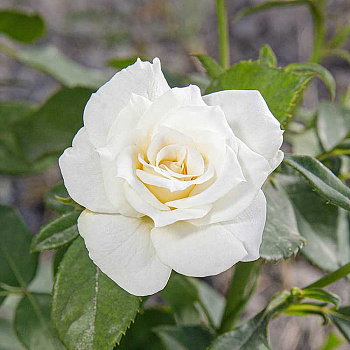 Роза спрей Сноу дэнс Садовита