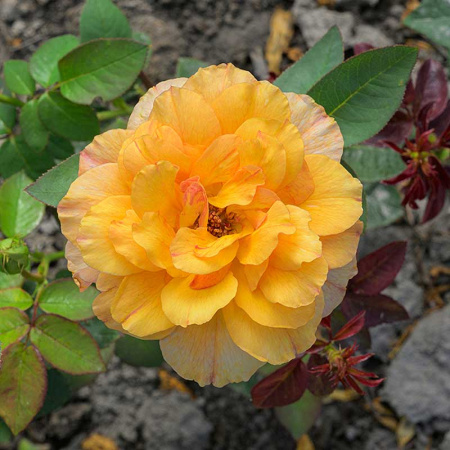 Роза Шраб София Ренессанс Садовита