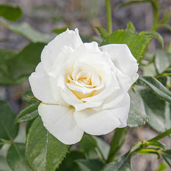 Роза спрей Сноу дэнс Садовита