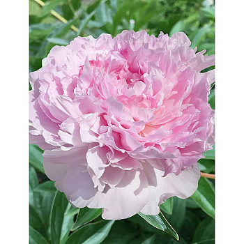 Пион Нэнси Нора 2/3 n 1 шт Садовита