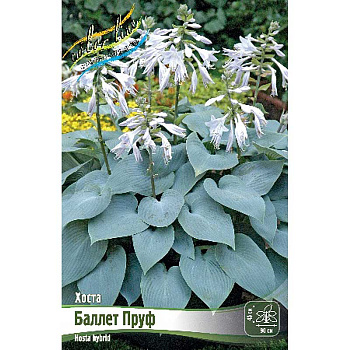 Хоста Баллет Пруф 1 n 1 шт
